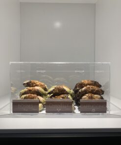 Cannoli opzet vitrine modulair